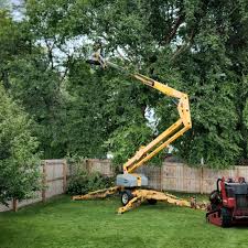 Trusted Cocoa West, FL Tree Removal Services Experts