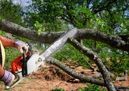 Best Lot and Land Clearing  in Cocoa West, FL